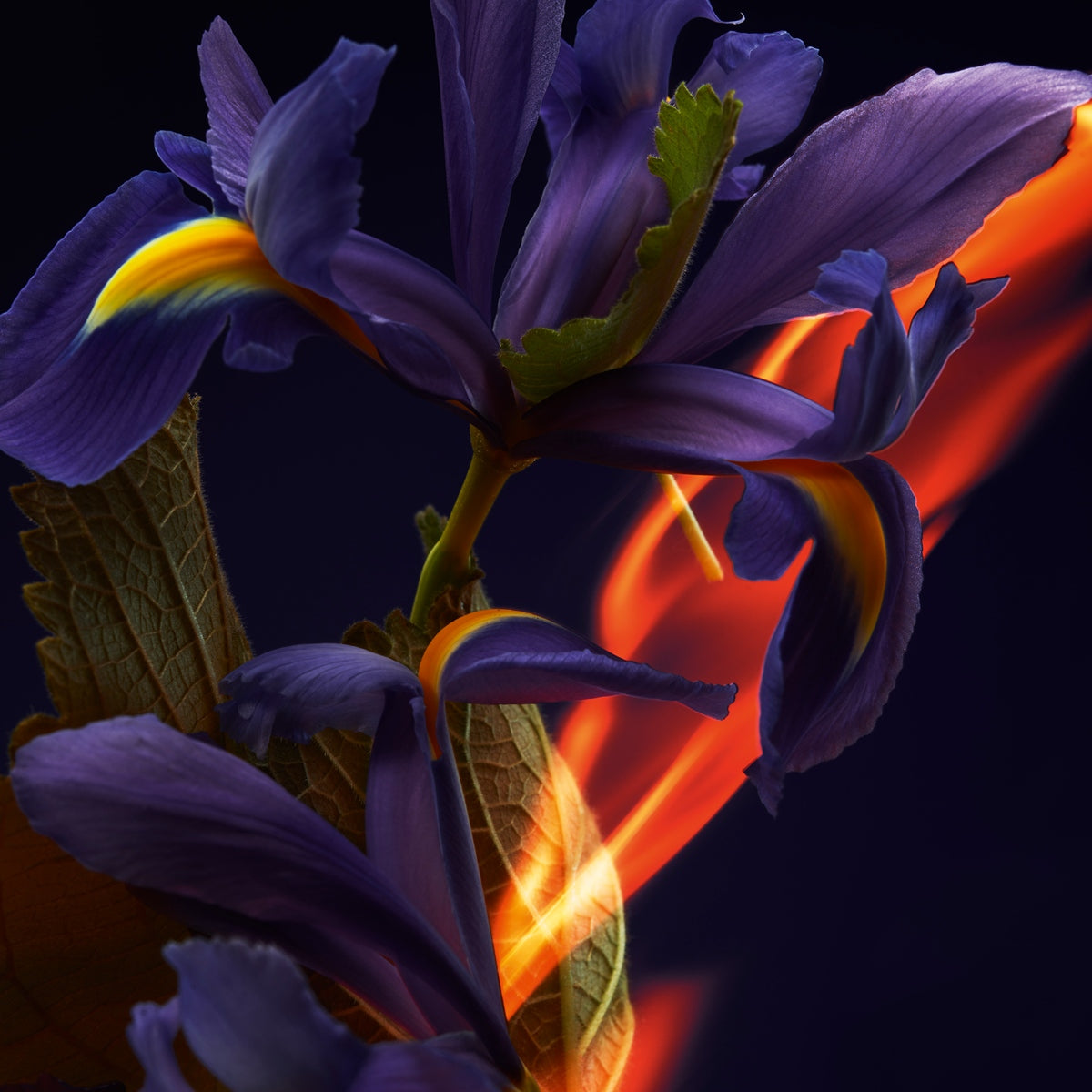 Christian Louboutin L'Iris Women Beauty | Color TRANSLUCIDE