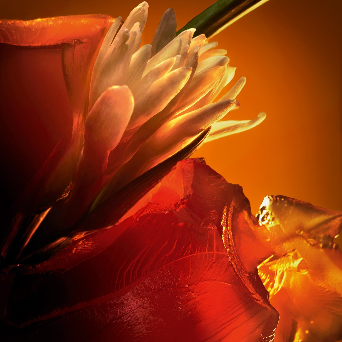 Christian Louboutin L'Ambre Women Beauty | Color TRANSLUCIDE